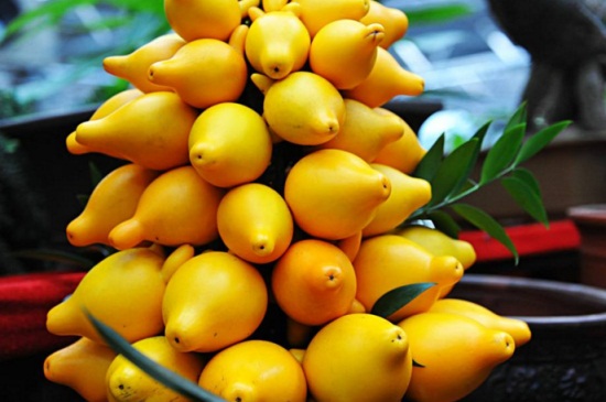 黄金果(乳茄)有什么作用，装饰环境果实可入药