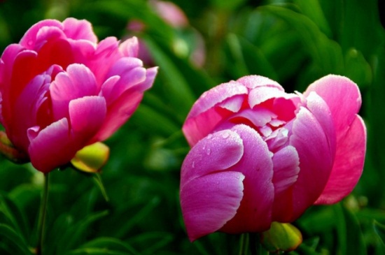 影响芍药开花的因素，温差水分因素影响花开