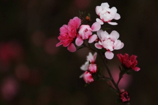 松红梅冬天能开吗，冬季春节处于盛花期