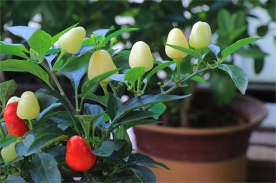 五彩椒的阳台养殖方法，春季修剪夏季防晒