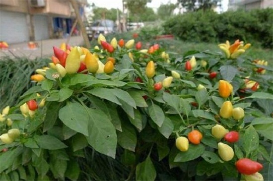 五彩椒怎么种植，选种育苗栽植管理