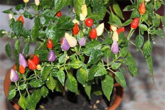 五彩椒怎么种植，选种育苗栽植管理