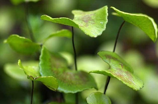 荷叶铁线蕨是什么植物，属于多年生蕨类植物