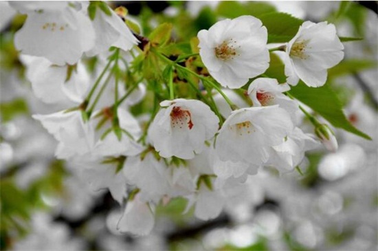 白色樱花的寓意