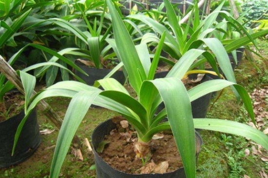 文殊兰繁殖培养及环境的影响，分株播种均可繁殖