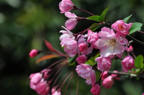 秋海棠的花语及传说，花语为苦恋象征凄惨的爱情