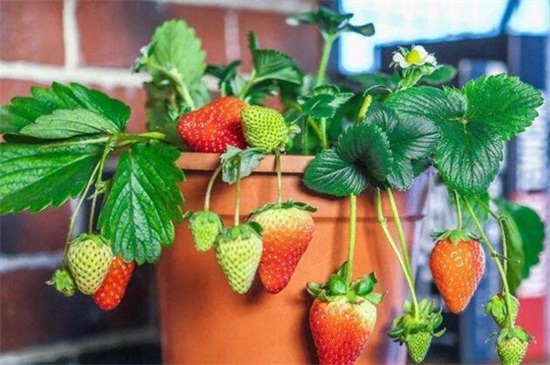 草莓的茎是什么