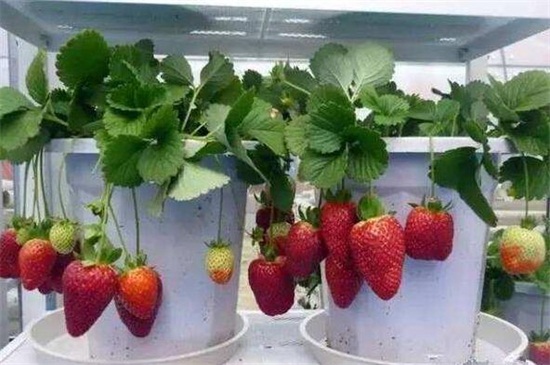 草莓的茎是什么
