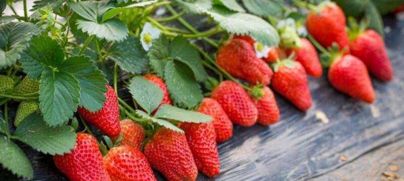 草莓上面的籽可以种吗