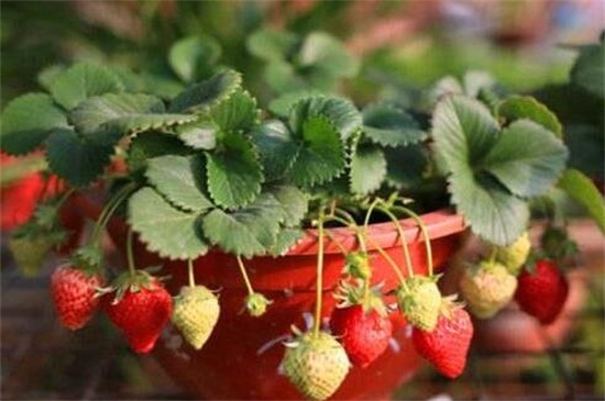 草莓喜水吗