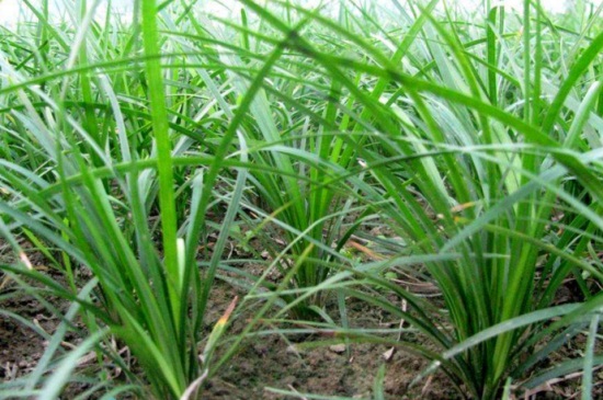 麦冬草的繁殖方法，选取深绿色健康植株春季繁殖
