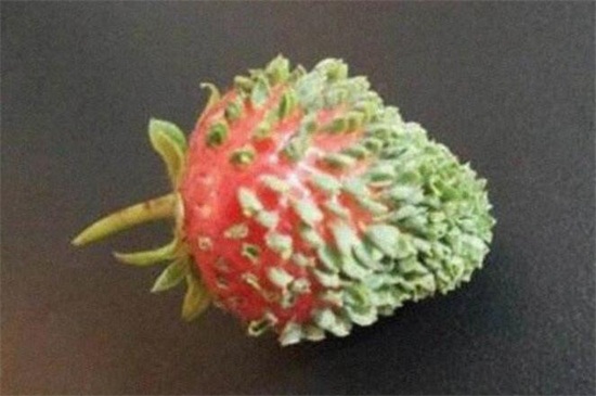 草莓芽什么样