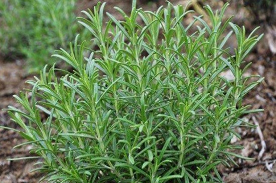 鼠尾草的食用和藥用作用，增加香氣清熱解毒