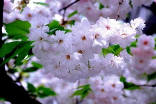 春天开花的树有哪些 花语网