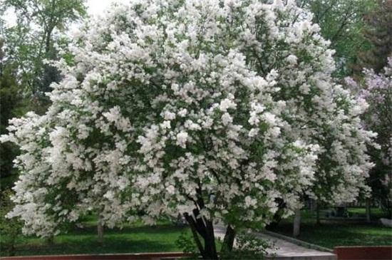 丁香树能栽在院子里吗