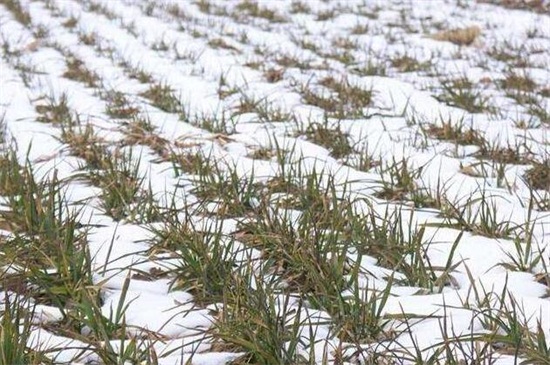 冬小麦春季管理措施