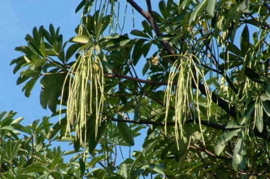 糖胶树和石楠的区别，叶片和花朵皆有不同