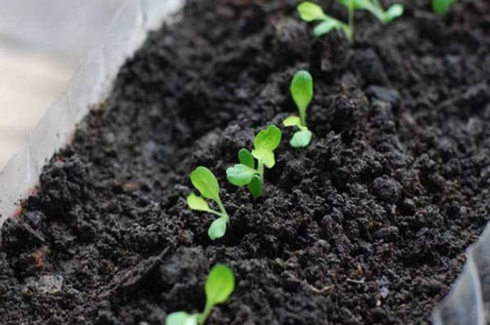 生菜怎么种植容易发芽，泡水催发腐殖质土壤培育