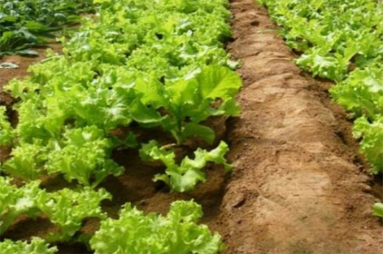 生菜怎么种植容易发芽，泡水催发腐殖质土壤培育