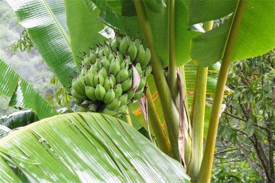 香蕉树怎么种植