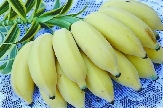 芭蕉和香蕉的区别