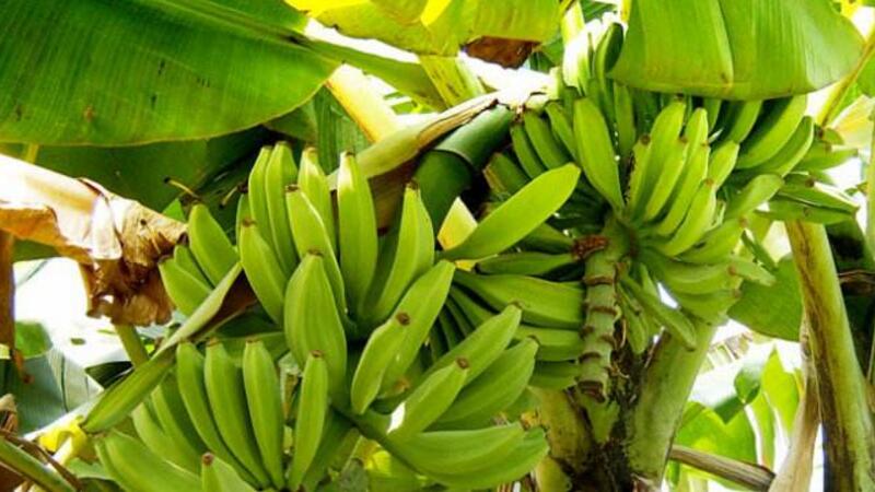 香蕉树和芭蕉树的区别