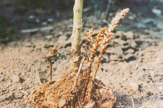 向日葵列当病防治办法，深翻土质硝氨水灌根
