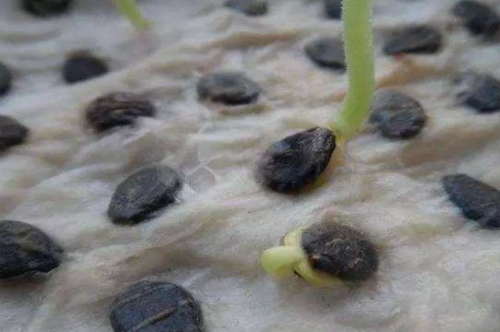 西瓜籽是怎么种出来的，详解西瓜籽播种过程