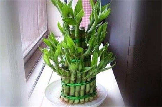 富贵竹用柳树枝条水可以养吗