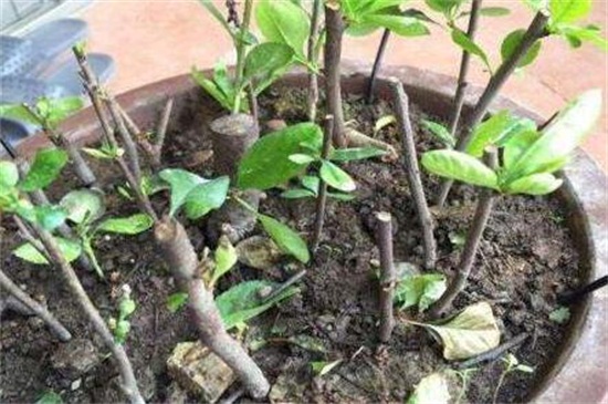 海棠扦插繁殖方法
