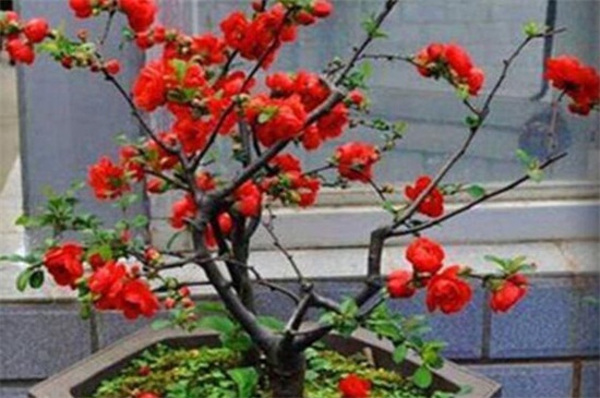 海棠树可以种家里吗