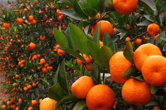 柑橘是什么 花语网