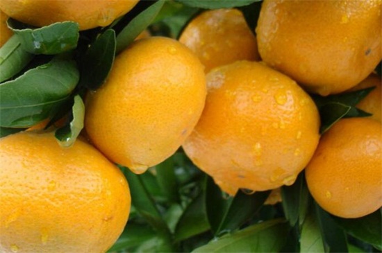 柑橘是什么
