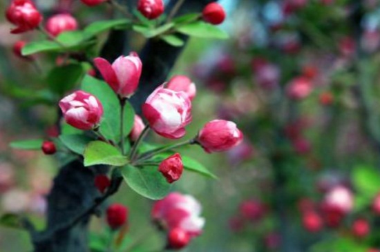 西府海棠和湖北海棠的区别，前者花朵为粉红色后者为洁白色