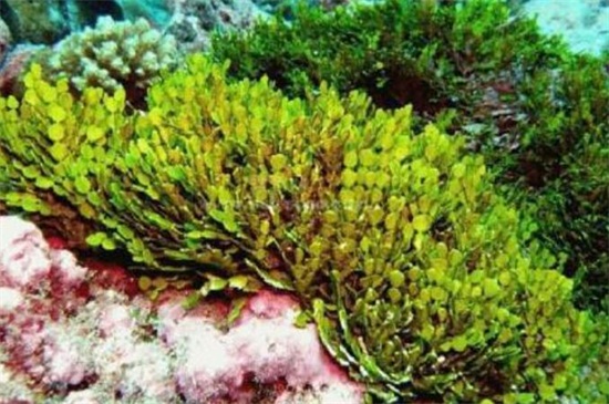 海藻怎么种会发芽