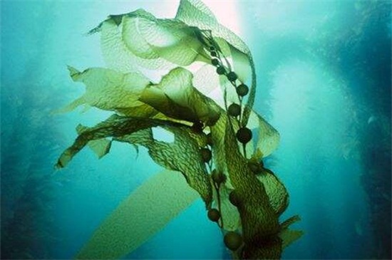 海藻怎么种会发芽