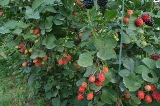 红秋莓是什么水果