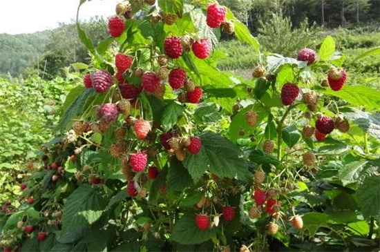 红秋莓是什么水果