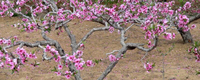 家里能栽桃树吗 花语网