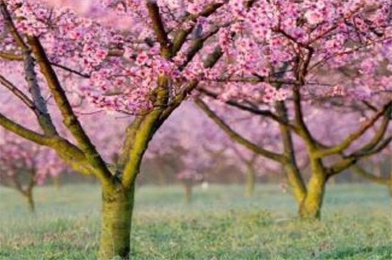 家里能栽桃树吗 花语网