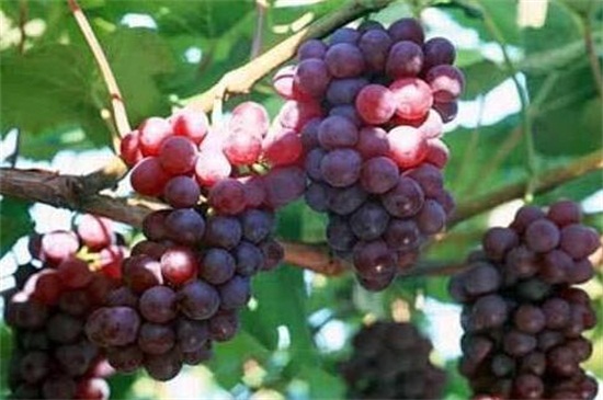 极早熟葡萄新品种