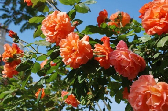 藤本月季和蔷薇的区别，两者叶片花形不同