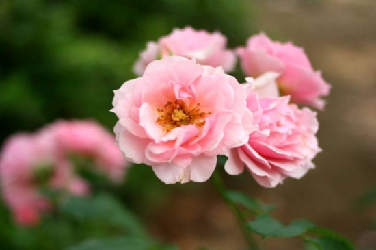 藤本月季和蔷薇的区别，两者叶片花形不同