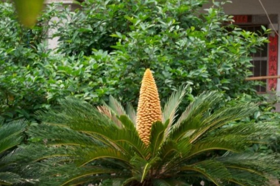 菠萝铁树夏天怎么养，降温增湿通风良好