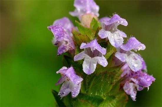 开紫色的小花的草药 花语网