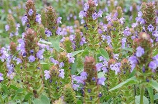 开紫色的小花的草药 花语网