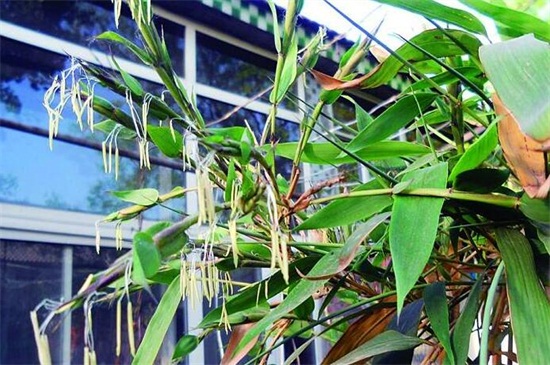 开花的竹子叫什么名字