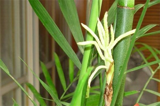 开花的竹子叫什么名字