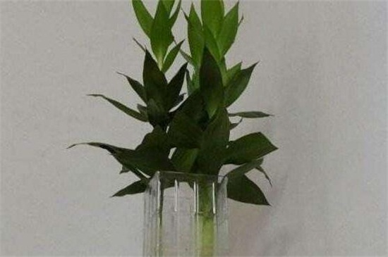 莲花竹的养殖方法