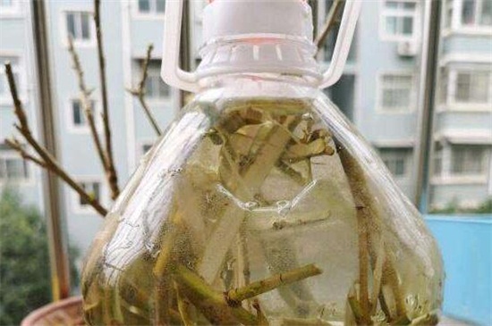 柳枝泡水对植物的作用